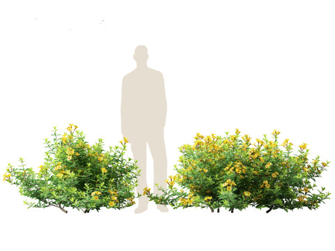 Allamanda schottii - Bush allamanda 3D Model