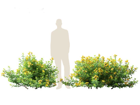 Allamanda schottii - Bush allamanda 3D Model