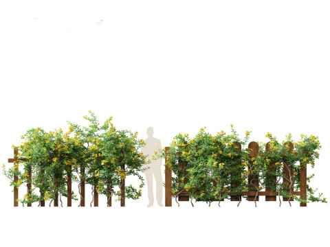 Allamanda schottii - Bush allamanda 3D Model
