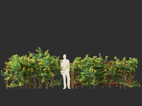 Allamanda schottii - Bush allamanda 3D Model