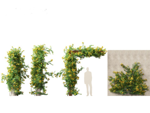 Allamanda schottii - Bush allamanda 3D Model