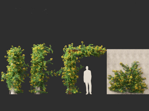 Allamanda schottii - Bush allamanda 3D Model