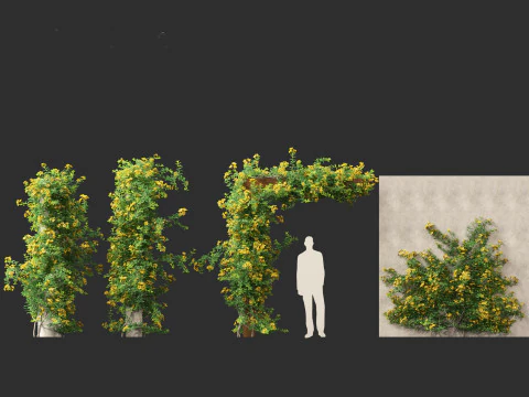 Allamanda schottii - Bush allamanda 3D Model