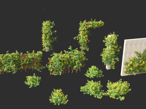 Allamanda schottii - Bush allamanda 3D Model