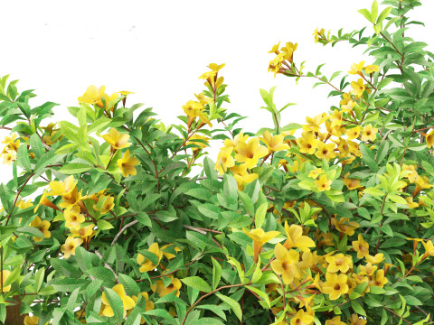 Allamanda schottii - Bush allamanda 3D Model