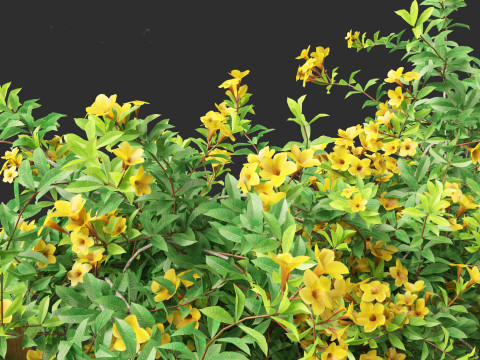 Allamanda schottii - Bush allamanda 3D Model