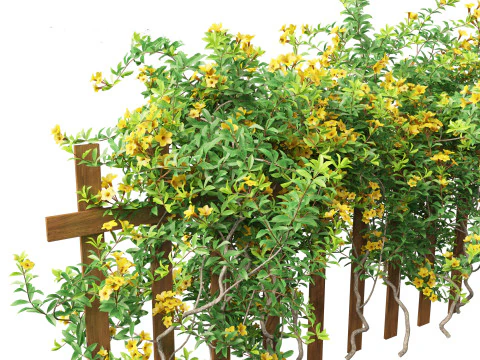 Allamanda schottii - Bush allamanda 3D Model