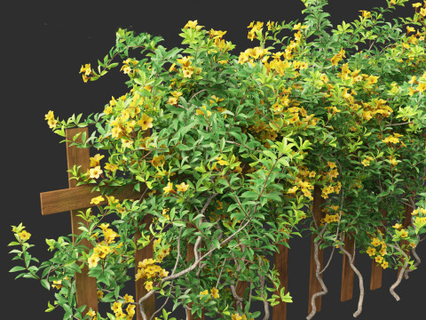 Allamanda schottii - Bush allamanda 3D Model
