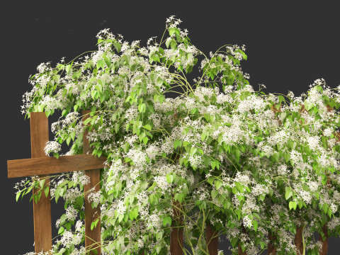 Clematis terniflora - Sweet autumn clematis Model 3D