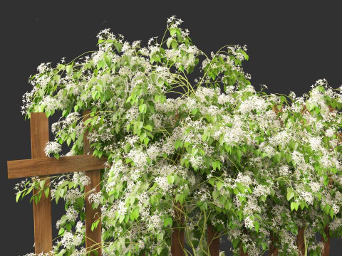 Clematis terniflora - Sweet autumn clematis 3D Model