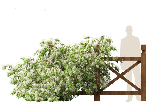 Clematis terniflora - Sweet autumn clematis 3D Model