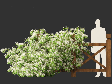 Clematis terniflora - Sweet autumn clematis 3D Model