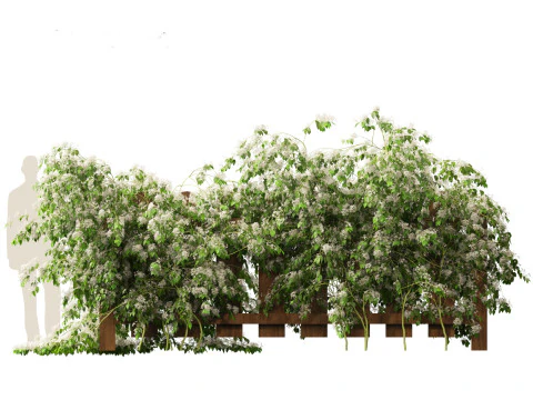 Clematis terniflora - Sweet autumn clematis 3D Model