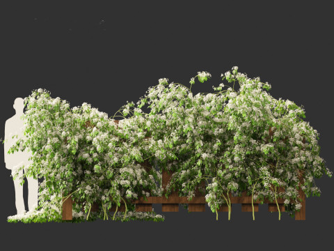 Clematis terniflora - Sweet autumn clematis Model 3D