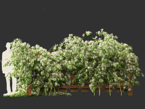 Clematis terniflora - Sweet autumn clematis 3D Model
