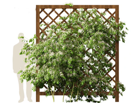Clematis terniflora - Sweet autumn clematis 3D Model