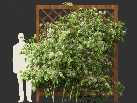 Clematis terniflora - Sweet autumn clematis 3D Model