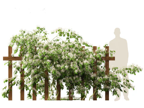 Clematis terniflora - Sweet autumn clematis 3D Model