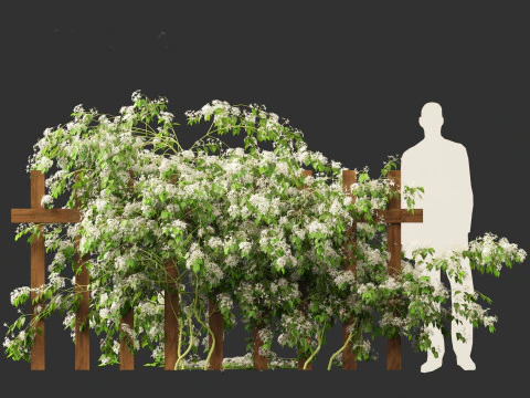 Clematis terniflora - Sweet autumn clematis 3D Model