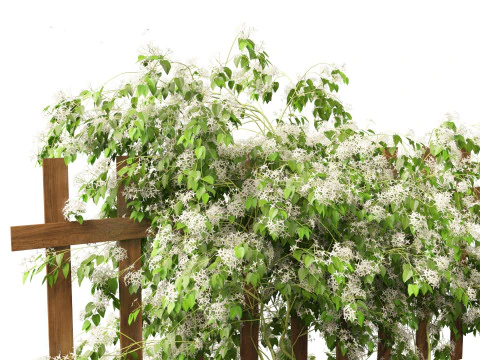 Clematis terniflora - Sweet autumn clematis 3D Model