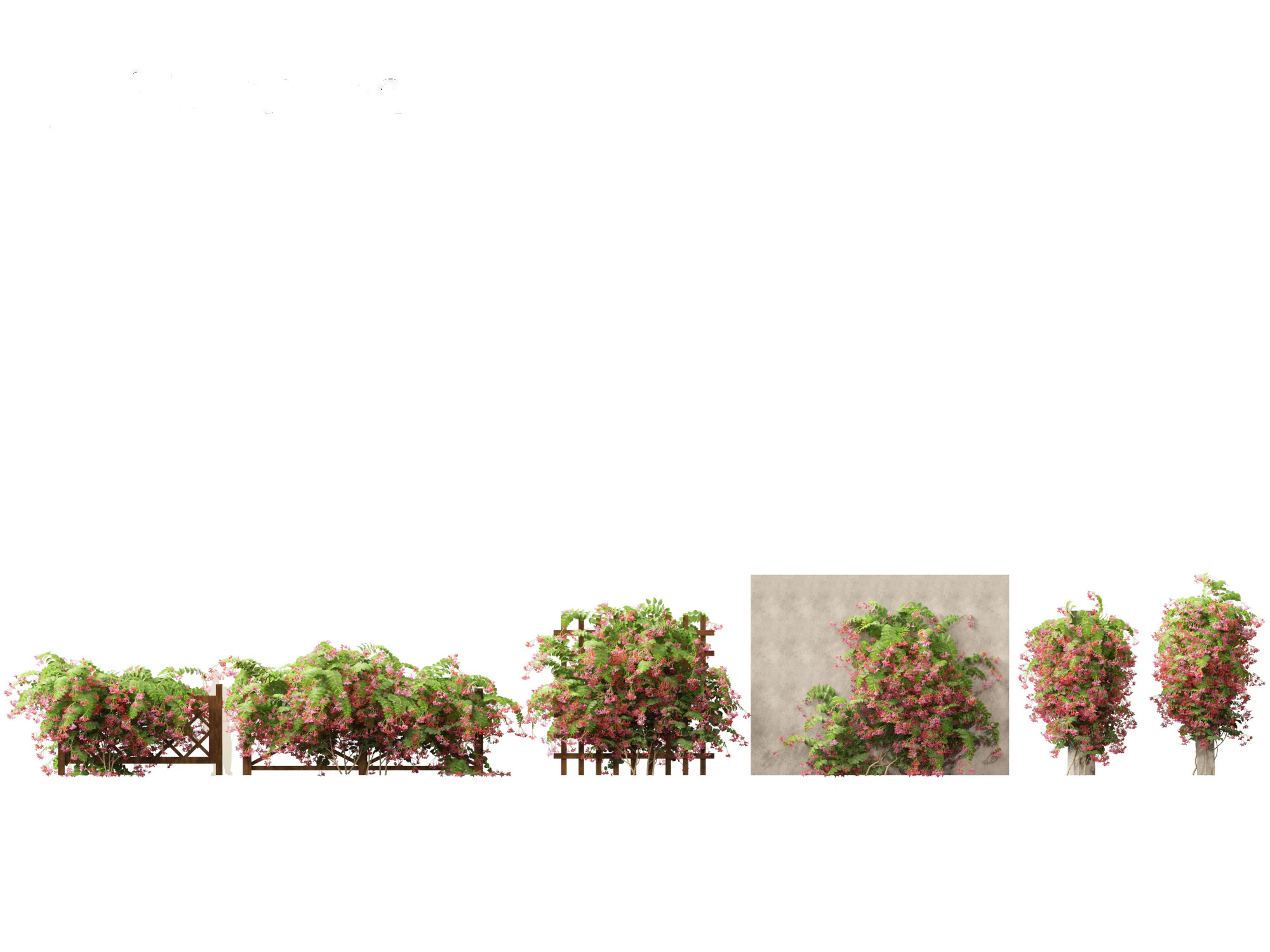 Combretum indicum - Rangoon Creeper 3D Model .c4d .max .obj .3ds .fbx .stl .blend 