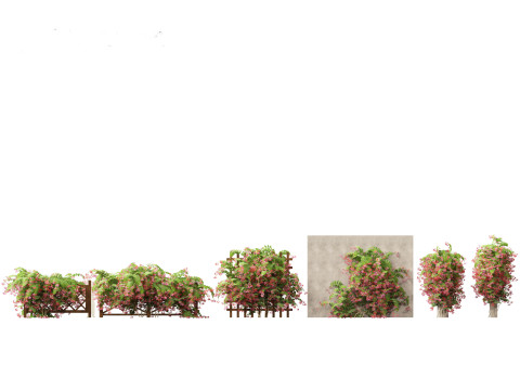 Combretum indicum - Rangoon Creeper 3D मॉडल