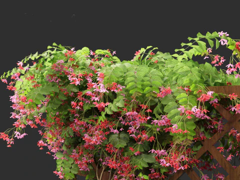 Combretum indicum - Rangoon Creeper 3D Model