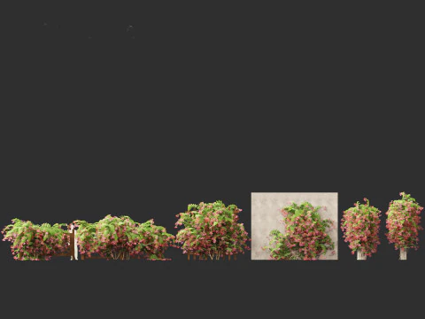 Combretum indicum - Rangoon Creeper 3D Model