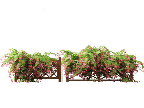 Combretum indicum - Rangoon Creeper 3D Model