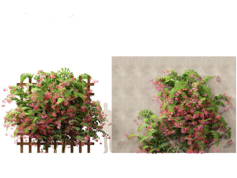 Combretum indicum - Rangoon Creeper 3D Model