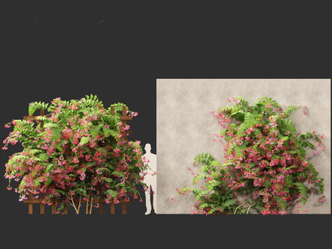 Combretum indicum - Rangoon Creeper 3D Model