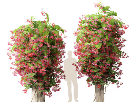 Combretum indicum - Rangoon Creeper Modelo 3D
