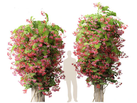 Combretum indicum - Rangoon Creeper 3D Model