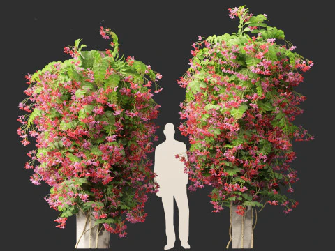 Combretum indicum - Rangoon Creeper 3D Model