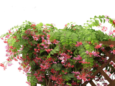 Combretum indicum - Rangoon Creeper Modelo 3D