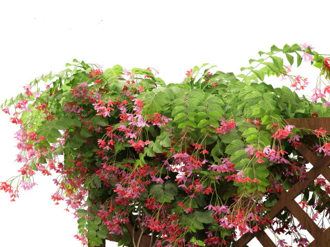 Combretum indicum - Rangoon Creeper 3D Model