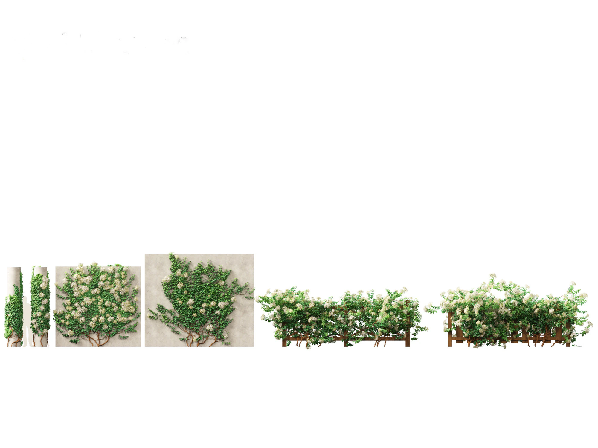 Hydrangea anomala - Climbing hydrangea 3D Model .c4d .max .obj .3ds .fbx .stl .blend 