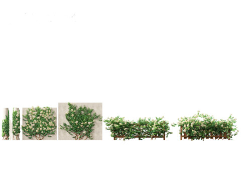 Hydrangea anomala - Climbing hydrangea 3D Model