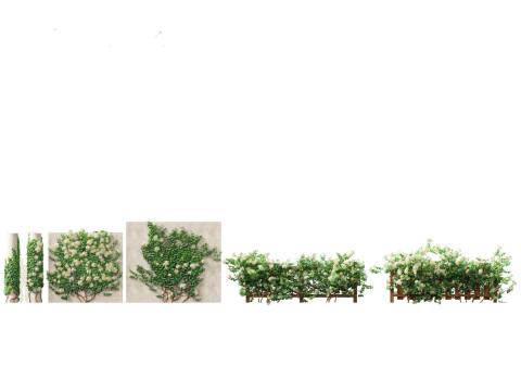 Hort&ecirc;nsia anomala - Hort&ecirc;nsia trepadeira Modelo 3D