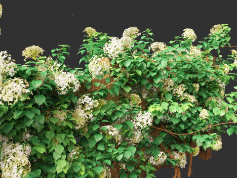 Hydrangea anomala - Climbing hydrangea Model 3D