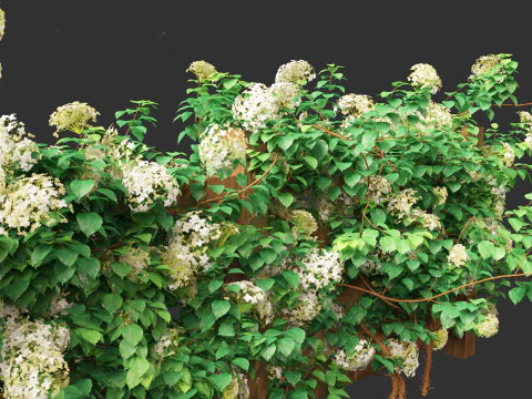 Hydrangea anomala - Climbing hydrangea 3D Model