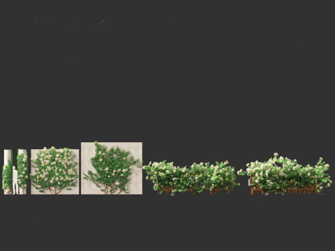 Hydrangea anomala - Climbing hydrangea Model 3D