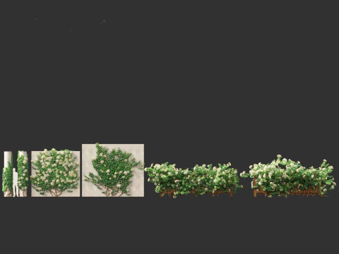Hydrangea anomala - Climbing hydrangea 3D Model