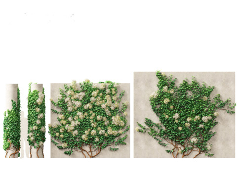 Hydrangea anomala - Climbing hydrangea Model 3D