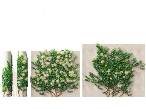 Hydrangea anomala - Climbing hydrangea 3D Model