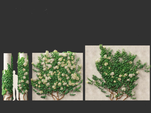Hydrangea anomala - Climbing hydrangea Model 3D