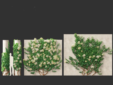 Hydrangea anomala - Climbing hydrangea 3D Model
