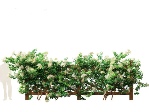 Hydrangea anomala - Climbing hydrangea 3D Model