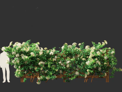 Hydrangea anomala - Climbing hydrangea 3D Model