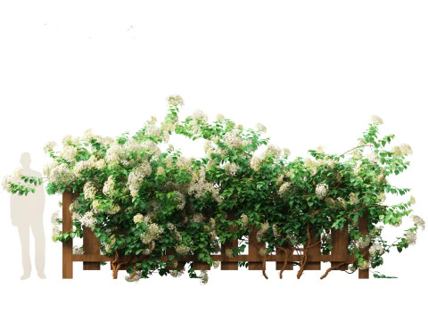 Hydrangea anomala - Climbing hydrangea 3D Model
